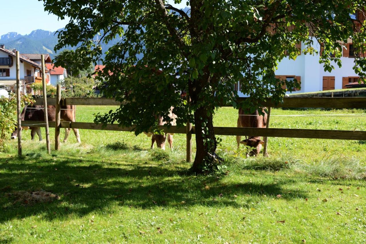 Gaestehaus Wild-Schuetz Schwangau Zewnętrze zdjęcie